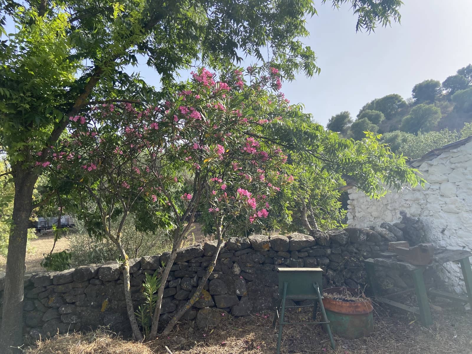 4 soverom Finca/Herregård til salgs i Jimena de la Frontera - € 800 000 (Ref: 9240944)