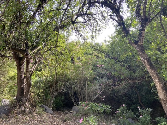 4 chambre Finca/Maison de Campagne à vendre à Jimena de la Frontera - 800 000 € (Ref: 9240944)