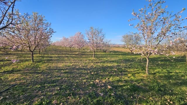 Grond te koop in La Pinilla, Fuente Alamo de Murcia - € 23.000 (Ref: 9659469)