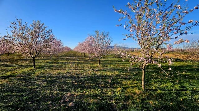 Grond te koop in La Pinilla, Fuente Alamo de Murcia - € 23.000 (Ref: 9659469)