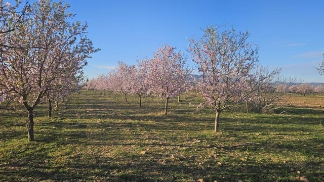 Grond te koop in La Pinilla, Fuente Alamo de Murcia - € 23.000 (Ref: 9659469)