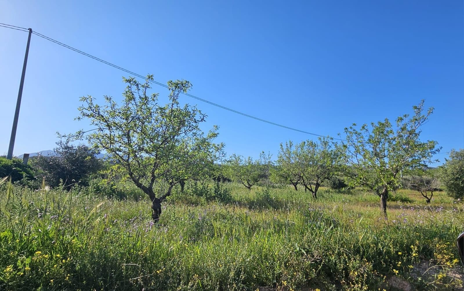 Undeveloped Land for sale in Corvera - € 49,900 (Ref: 9695377)