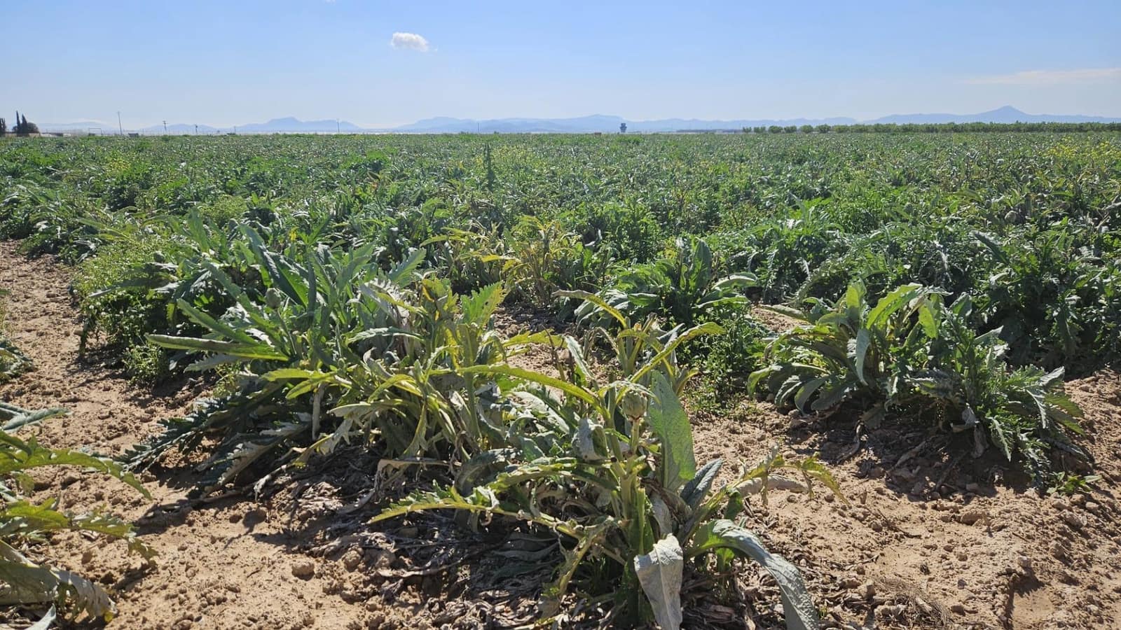 Undeveloped Land for sale in Murcia city - € 127,000 (Ref: 9701662)