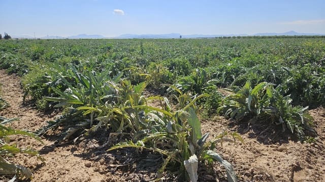 Undeveloped Land for sale in Murcia city - € 127,000 (Ref: 9701662)