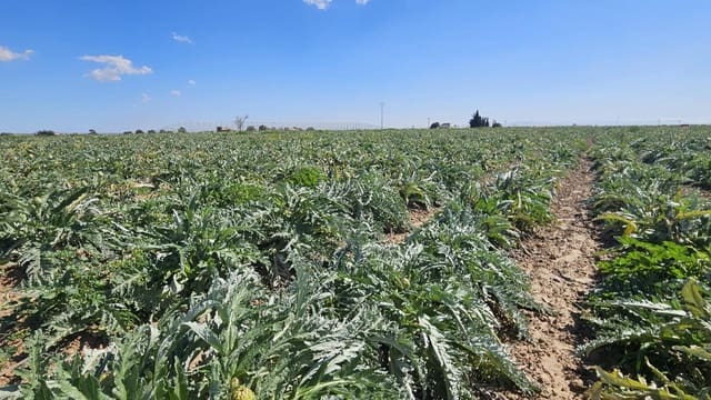 Terre non Aménagée à vendre à Murcie ville - 127 000 € (Ref: 9701662)