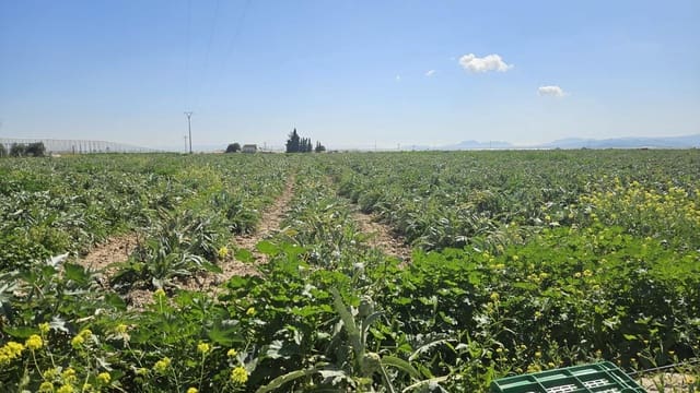 Mark till salu i Murcia stad - 127 000 € (Ref: 9701662)