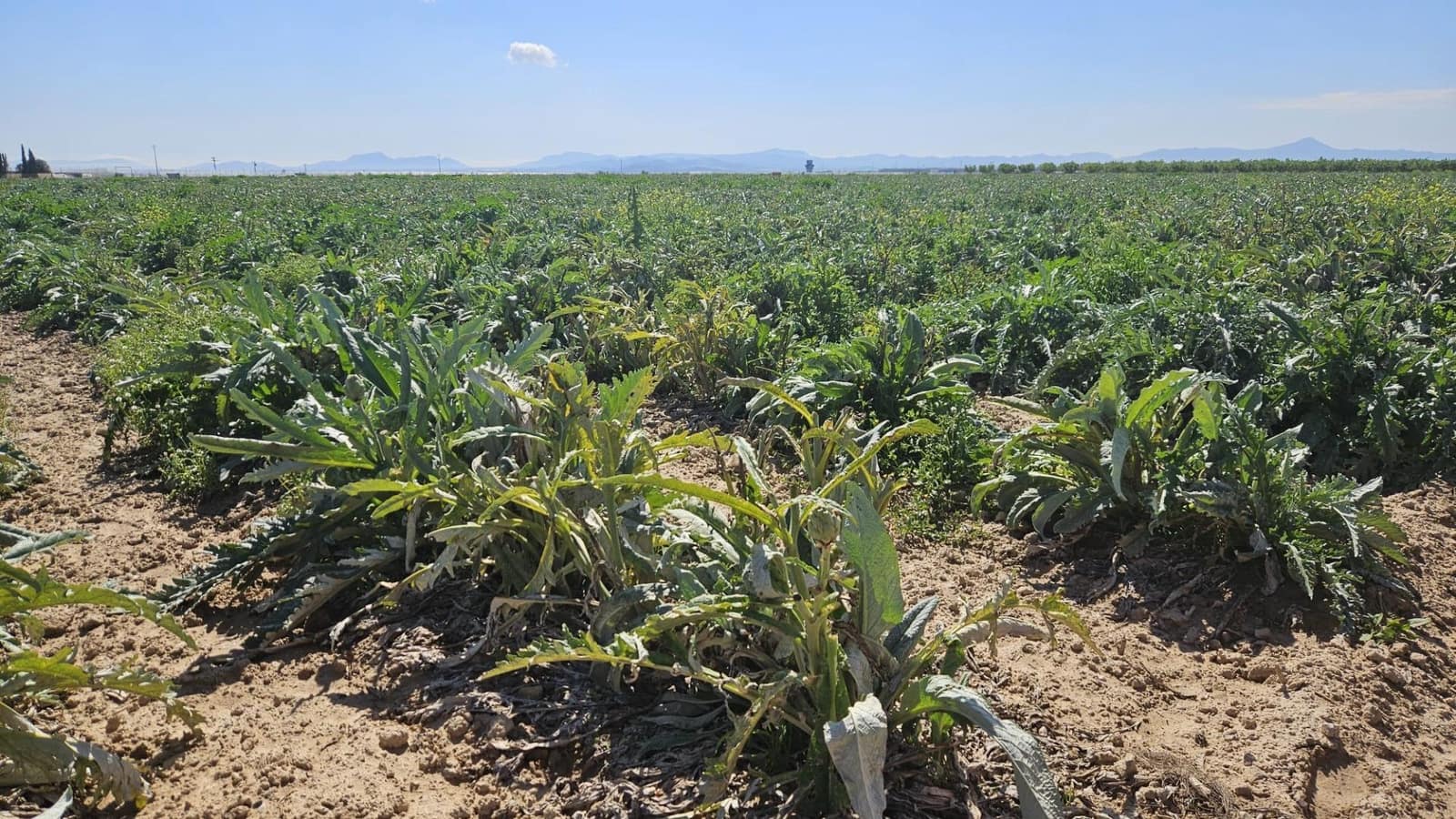 Landgrundstück zu verkaufen in Murcia Stadt - 127.000 € (Ref: 9701662)