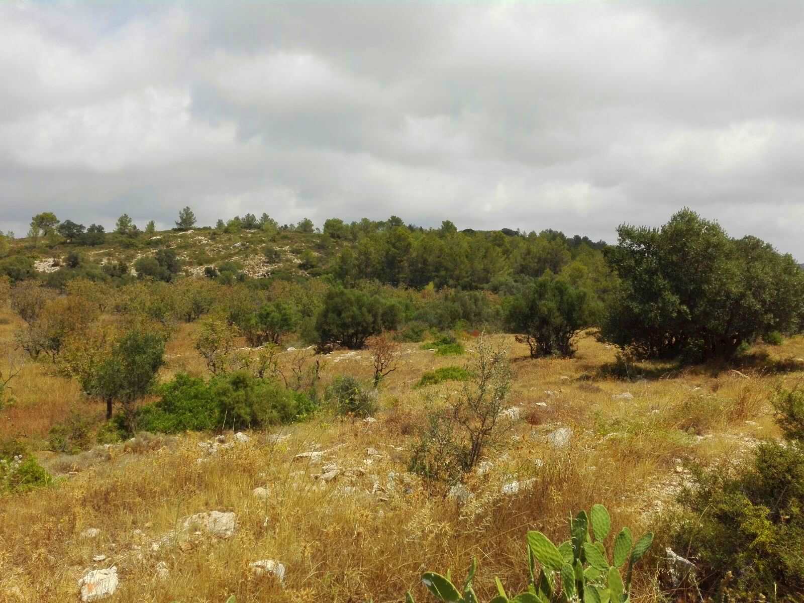 Tontti myytävänä paikassa Jalon / Xalo - 199 900 € (Ref: 3313763)