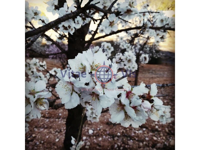 4 Zimmer Finca/Landgut zu verkaufen in Lorca mit Pool Garage - 180.000 € (Ref: 9646048)