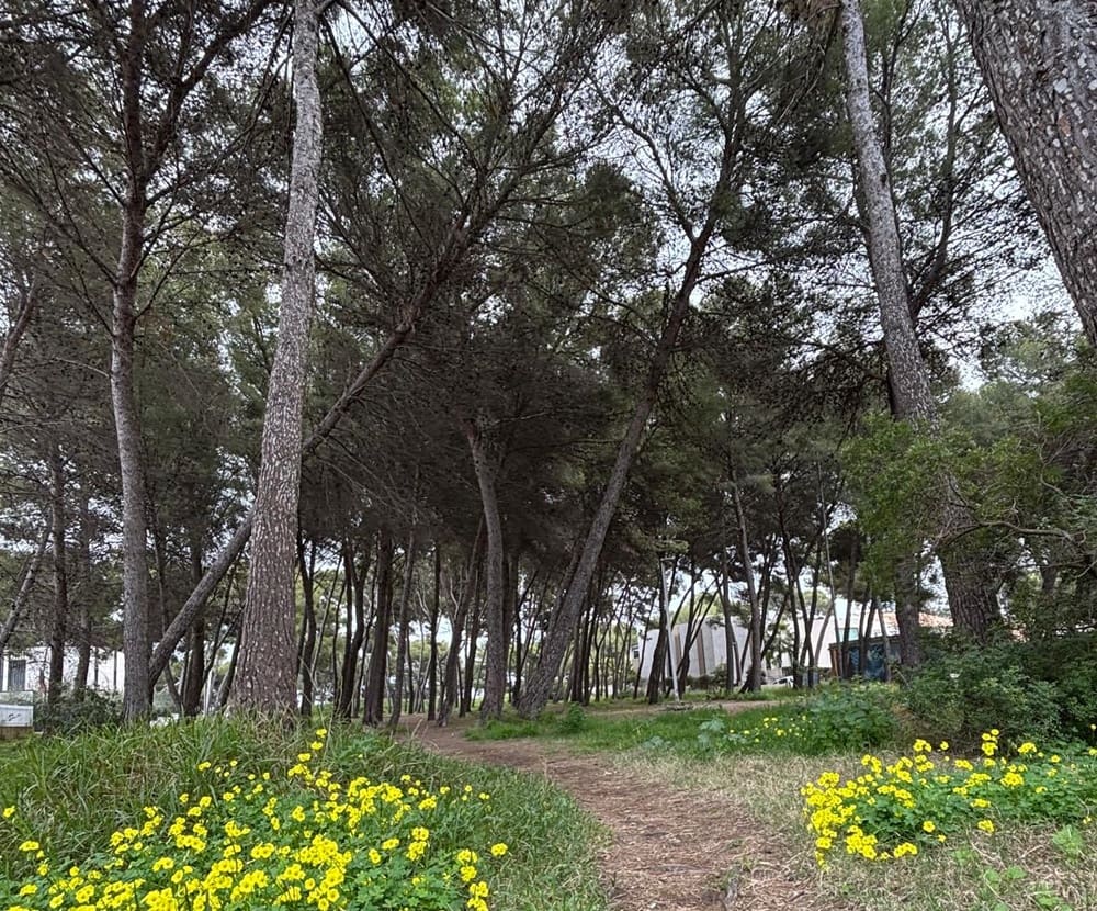 3 soverom Villa til salgs i Puerto de Alcudia med svømmebasseng garasje - € 840 000 (Ref: 9533300)