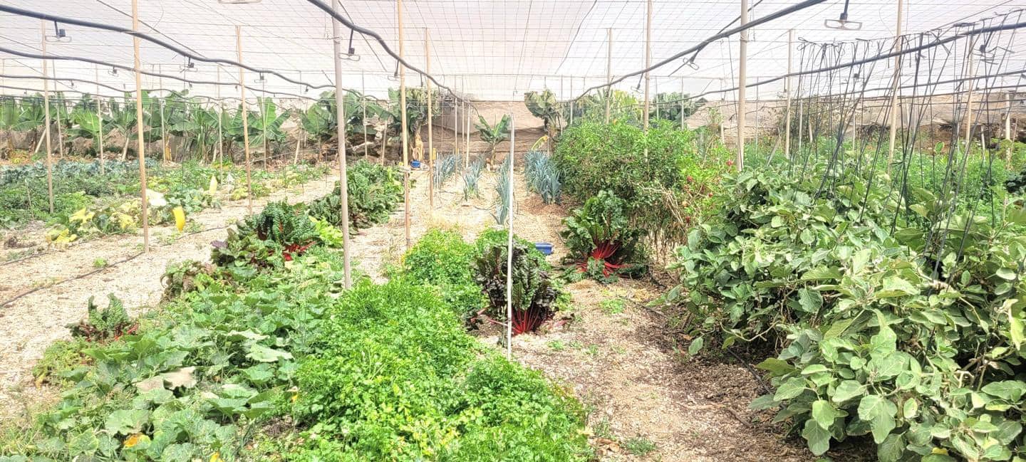 Grunde uden byggetilladelser til salg i Villa de Arico - € 1.200.000 (Ref: 7514073)