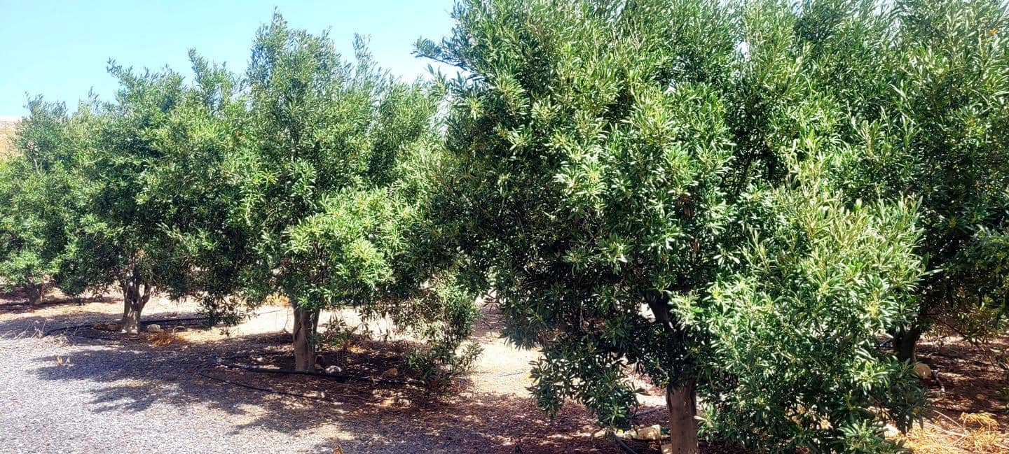 Grunde uden byggetilladelser til salg i Villa de Arico - € 1.200.000 (Ref: 7514073)