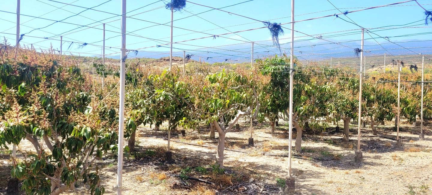 Grunde uden byggetilladelser til salg i Villa de Arico - € 1.200.000 (Ref: 7514073)