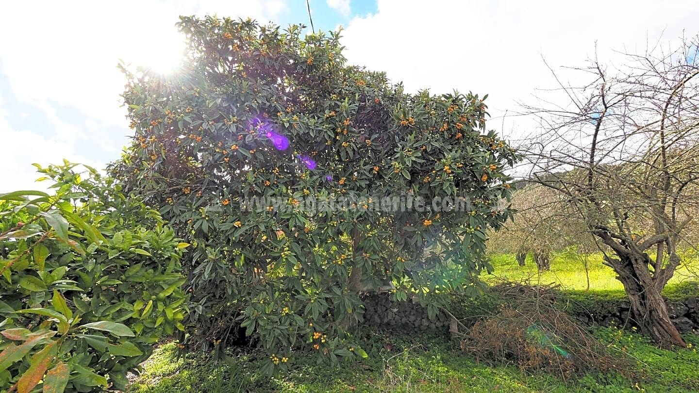 5 soveværelse Finca/Landehus til salg i Icod de los Vinos - € 225.000 (Ref: 8152223)