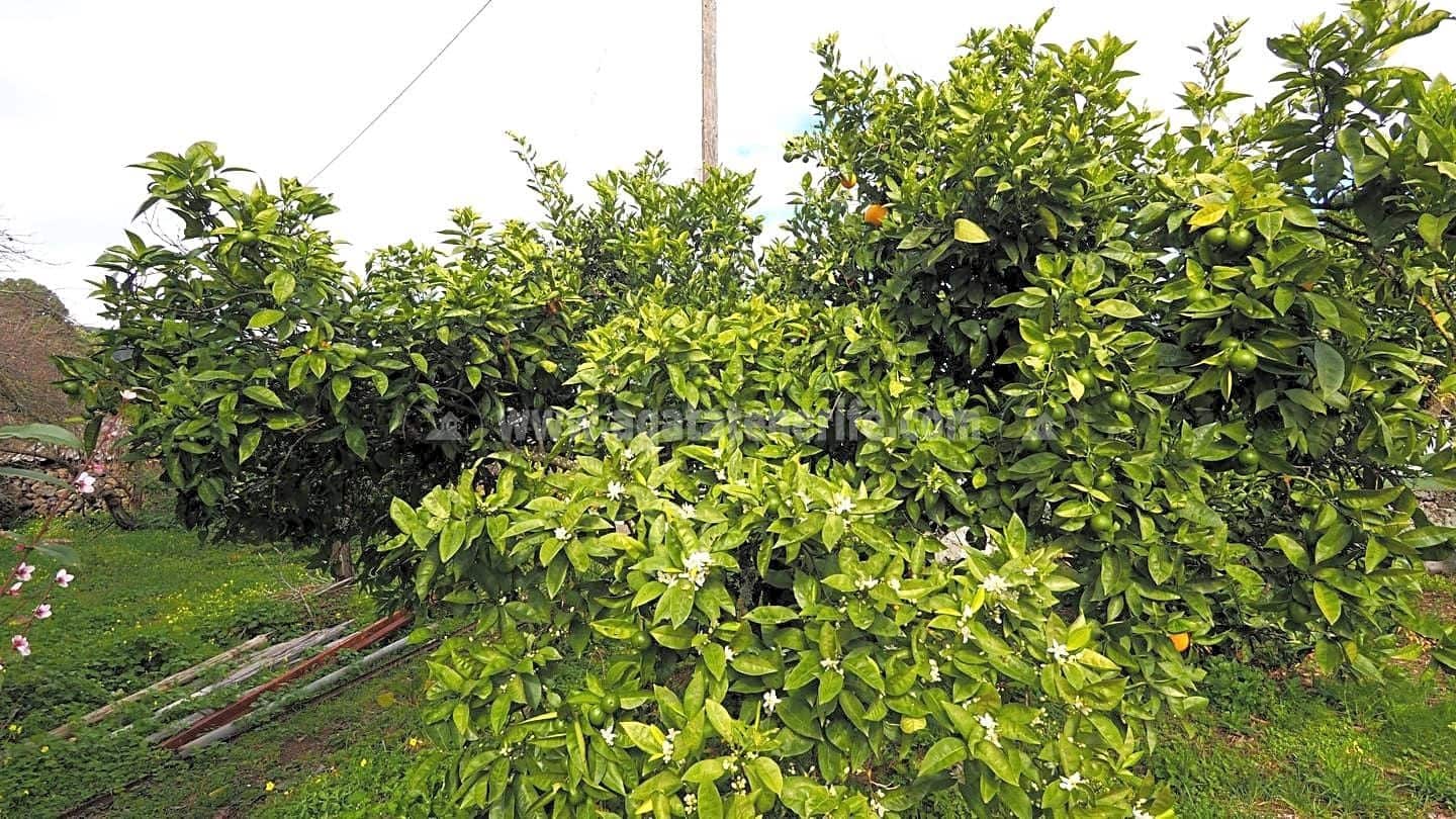 5 soveværelse Finca/Landehus til salg i Icod de los Vinos - € 225.000 (Ref: 8152223)