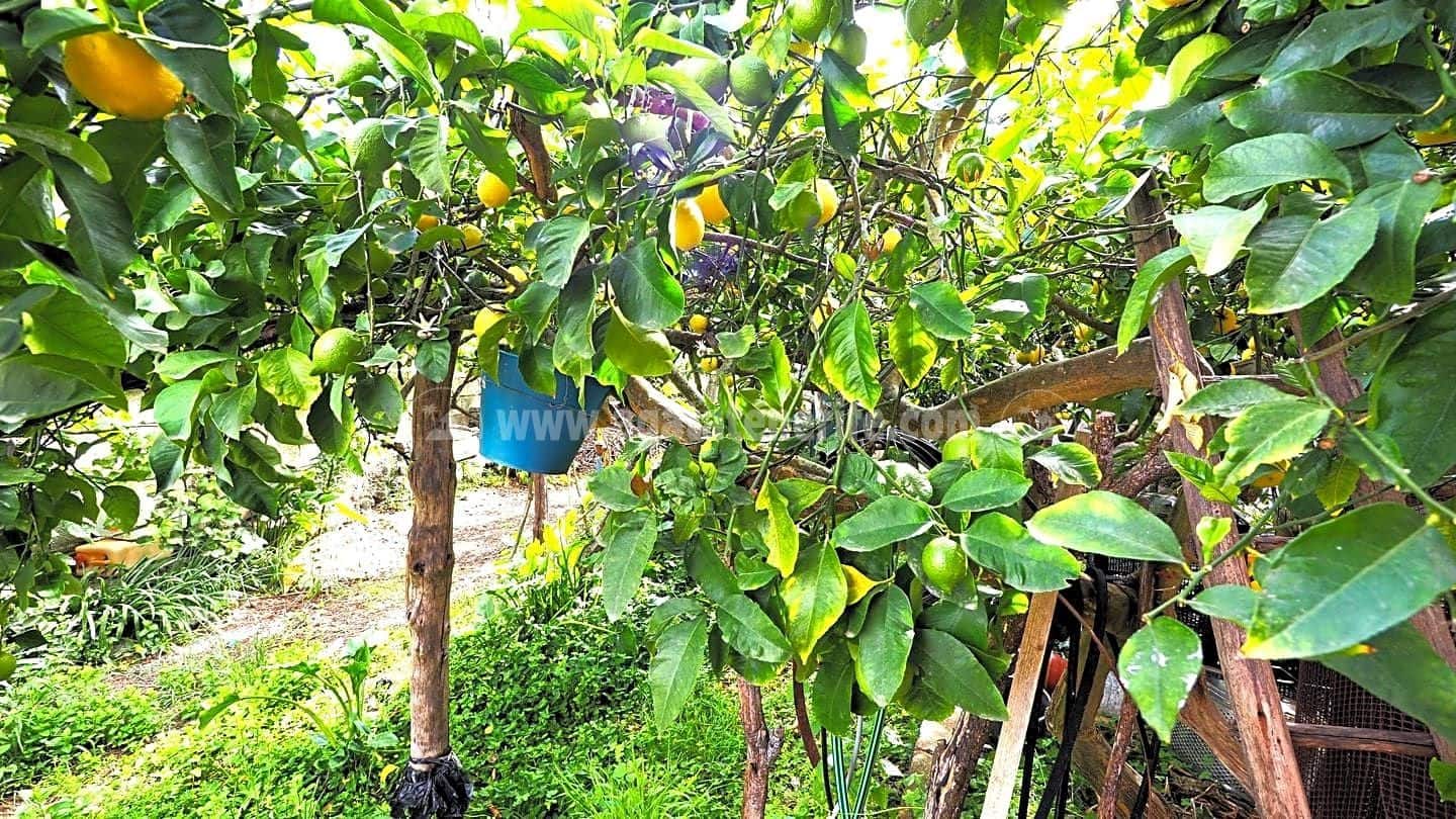 6 soverom Finca/Herregård til salgs i Icod de los Vinos - € 179 000 (Ref: 8271848)