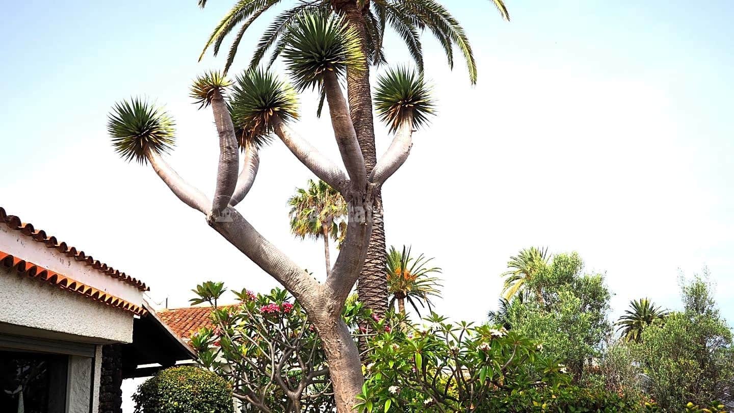 1 slaapkamer Villa te koop in La Victoria de Acentejo met zwembad - € 320.000 (Ref: 8459134)