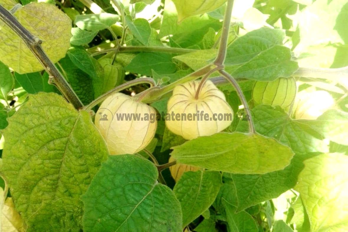 3 soverom Finca/Herregård til salgs i Icod de los Vinos med garasje - € 134 000 (Ref: 8814213)