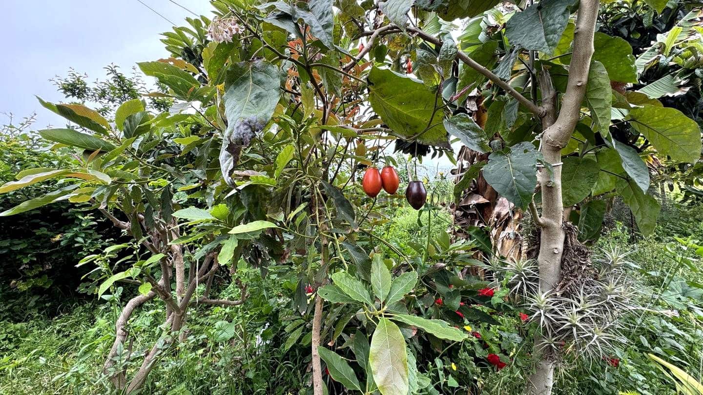 6 soveværelse Finca/Landehus til salg i Icod de los Vinos - € 270.000 (Ref: 9026287)