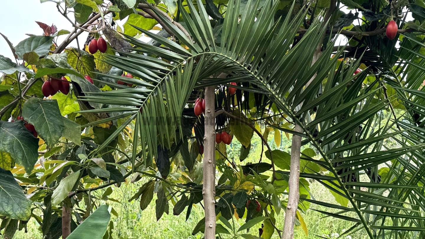 6 soveværelse Finca/Landehus til salg i Icod de los Vinos - € 270.000 (Ref: 9026287)