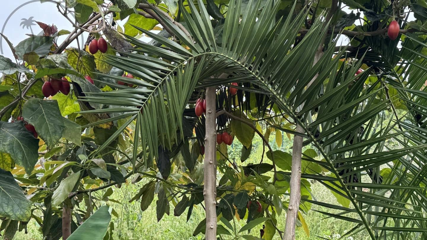 6 bedroom Finca/Country House for sale in Icod de los Vinos - € 270,000 (Ref: 9026287)