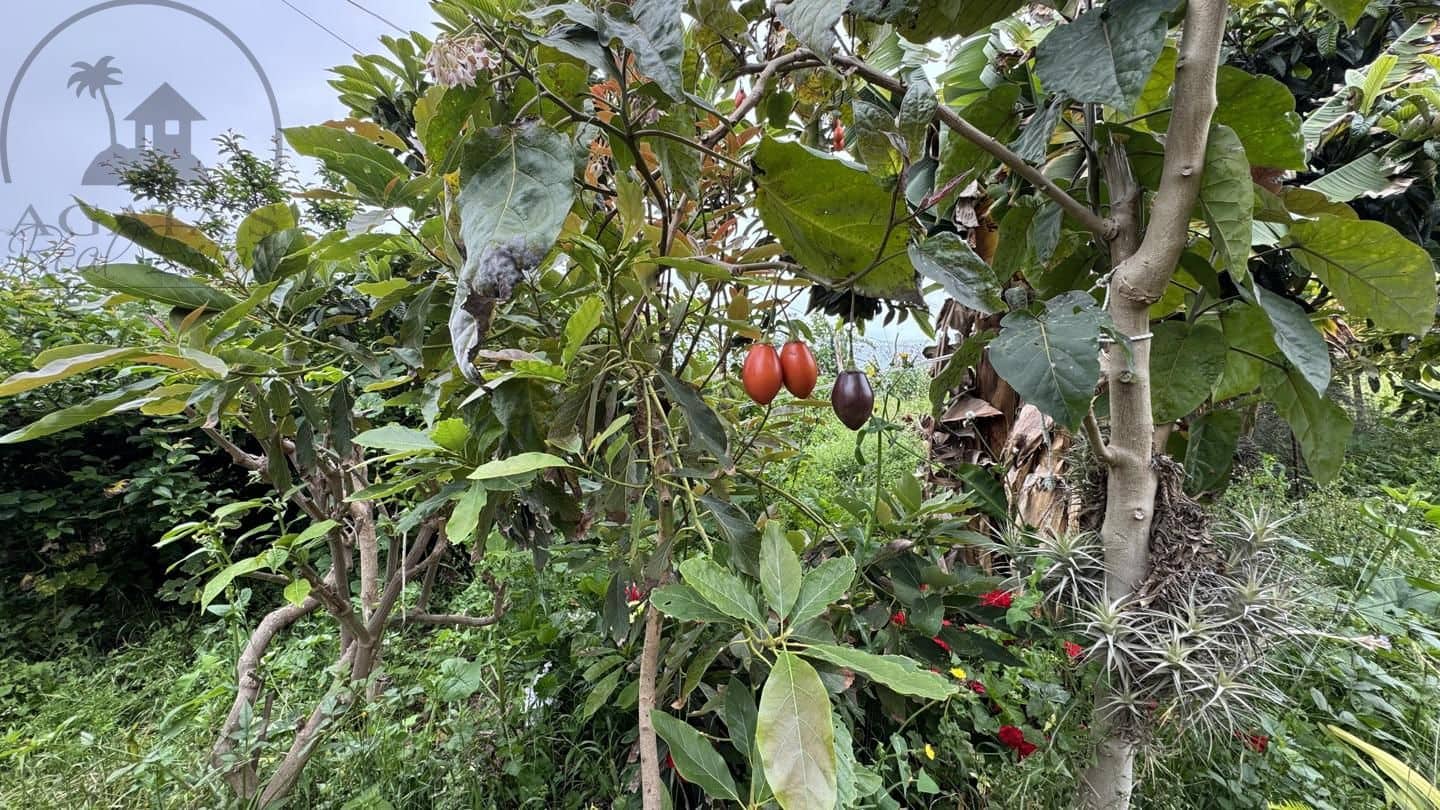 6 bedroom Finca/Country House for sale in Icod de los Vinos - € 270,000 (Ref: 9026287)