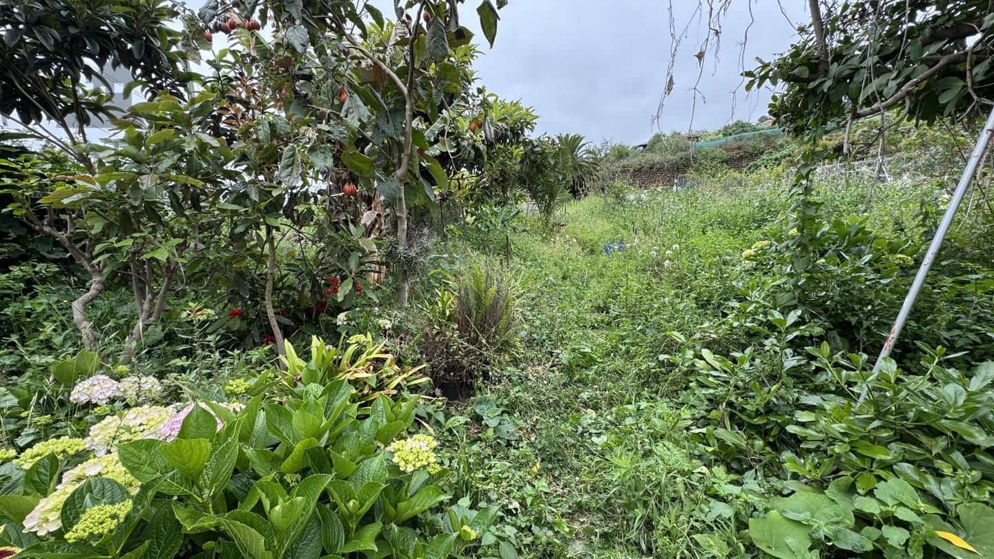 6 bedroom Finca/Country House for sale in Icod de los Vinos - € 270,000 (Ref: 9026287)