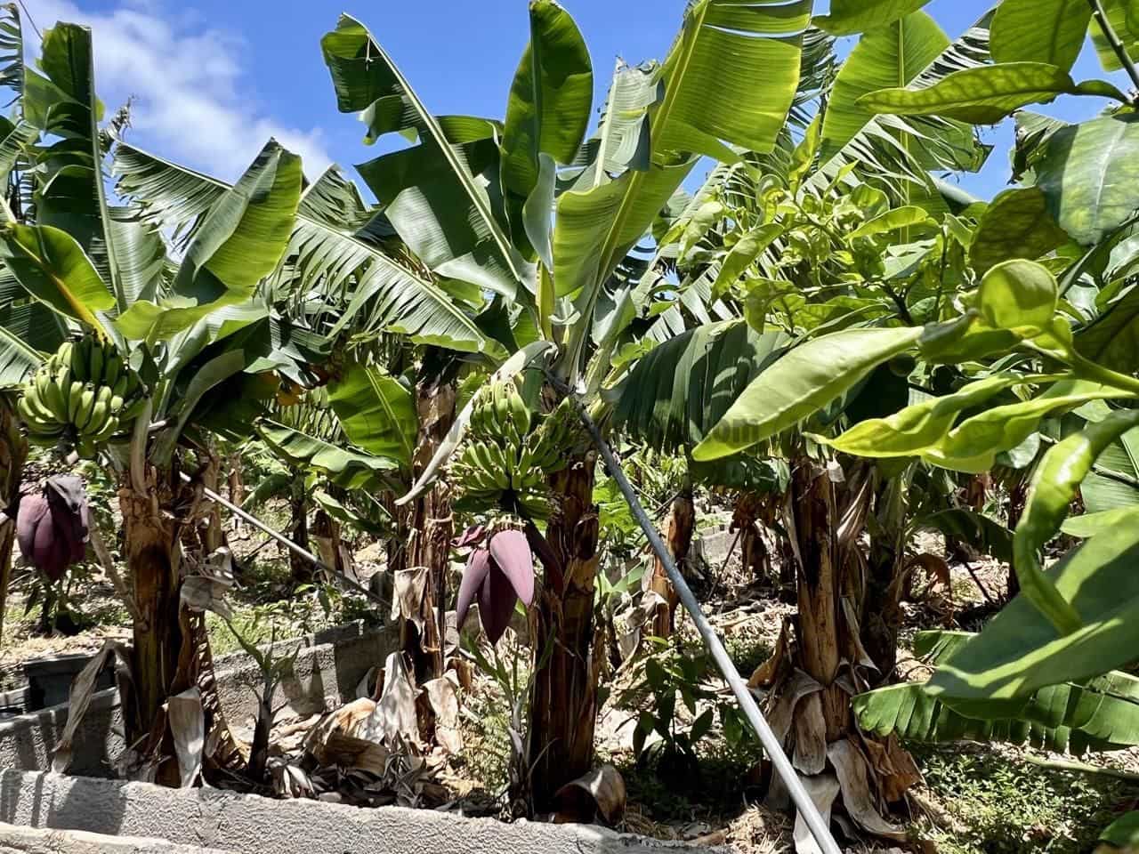 7 soveværelse Villa til salg i Garachico med garage - € 850.000 (Ref: 9062088)