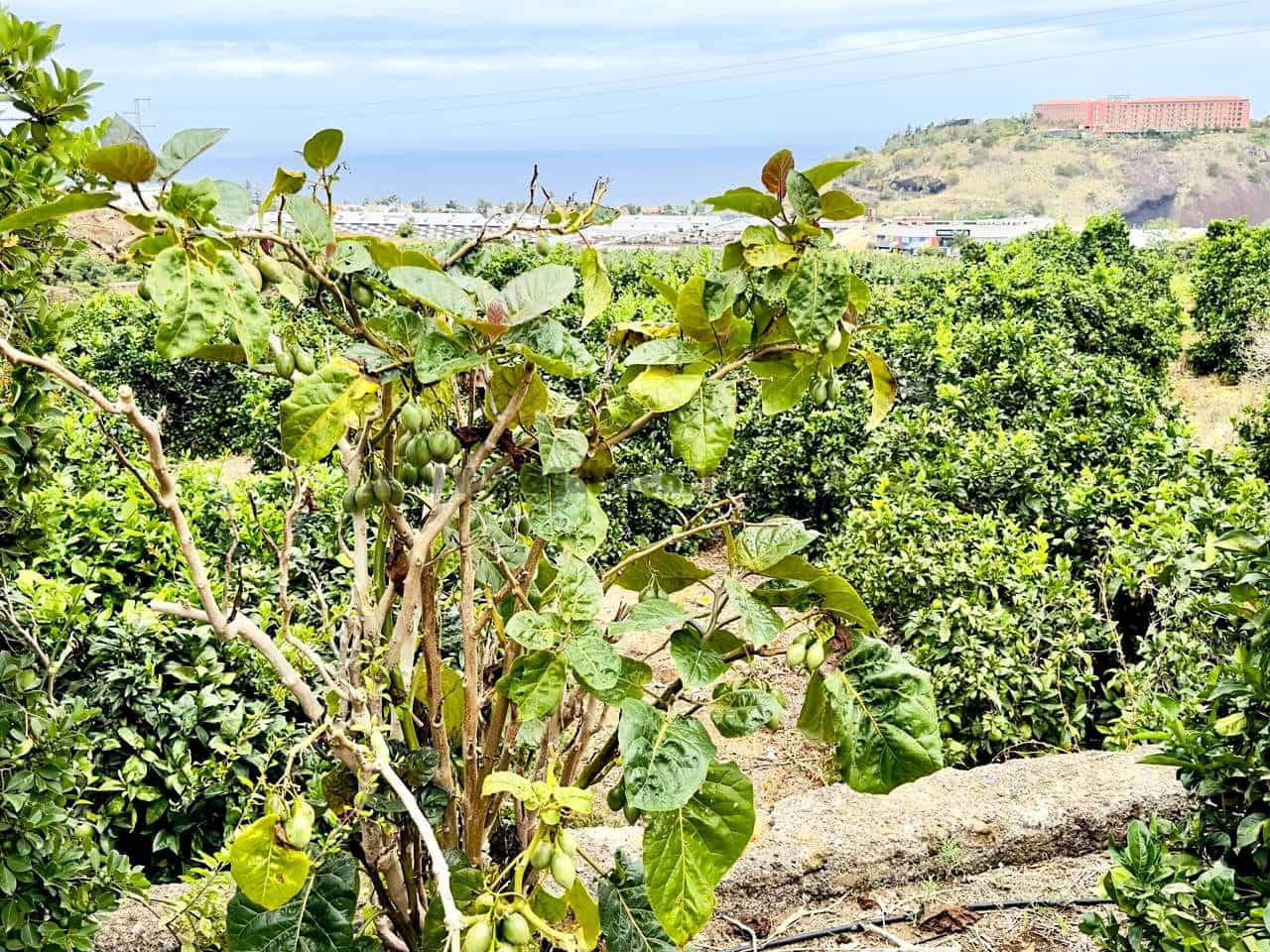 8 bedroom Finca/Country House for sale in La Orotava - € 1,400,000 (Ref: 9163184)