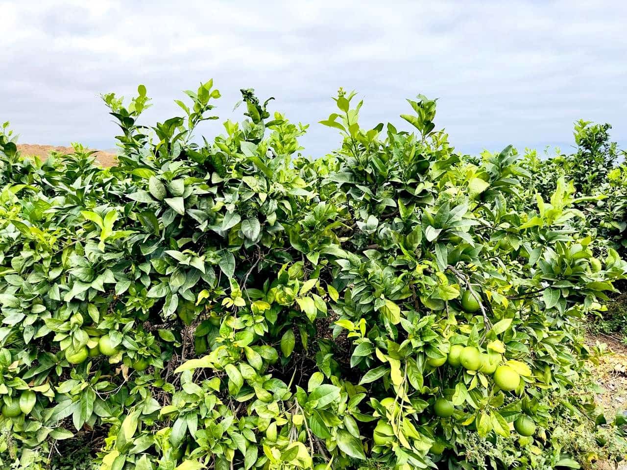 8 bedroom Finca/Country House for sale in La Orotava - € 1,400,000 (Ref: 9163184)