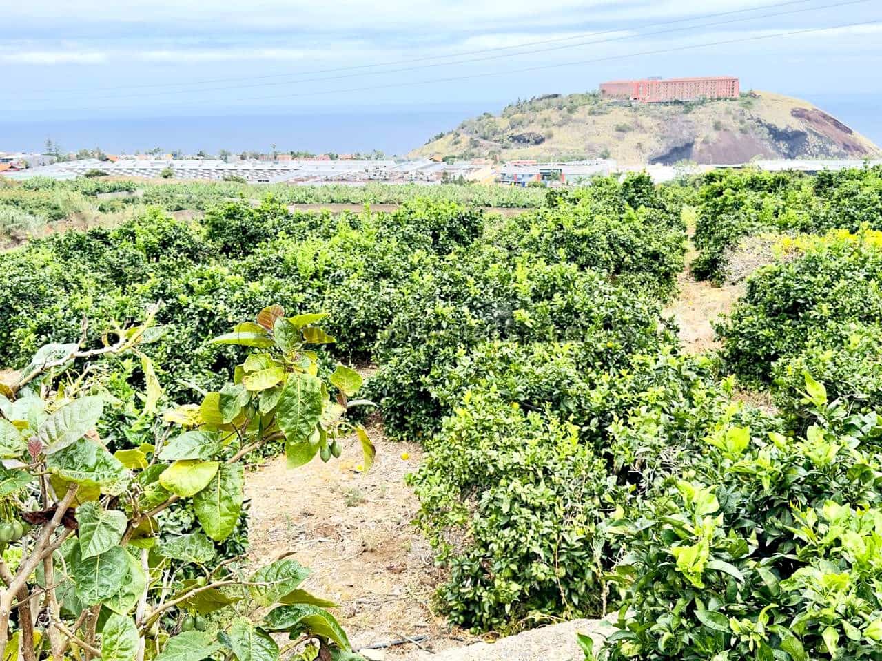 8 bedroom Finca/Country House for sale in La Orotava - € 1,400,000 (Ref: 9163184)