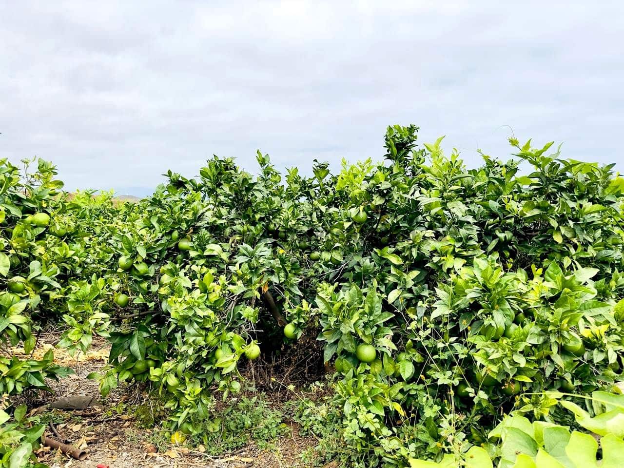 8 bedroom Finca/Country House for sale in La Orotava - € 1,400,000 (Ref: 9163184)