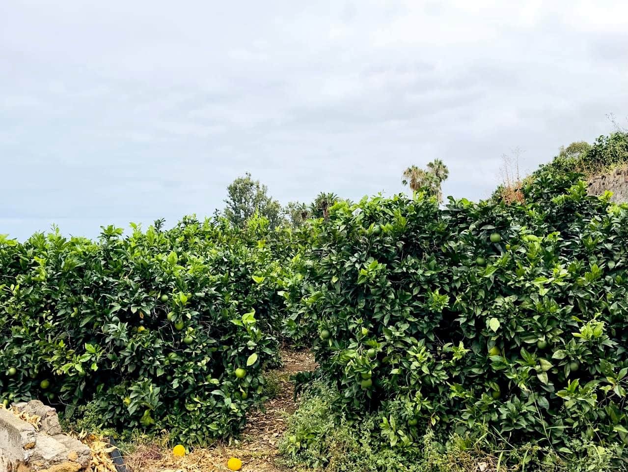 8 bedroom Finca/Country House for sale in La Orotava - € 1,400,000 (Ref: 9163184)