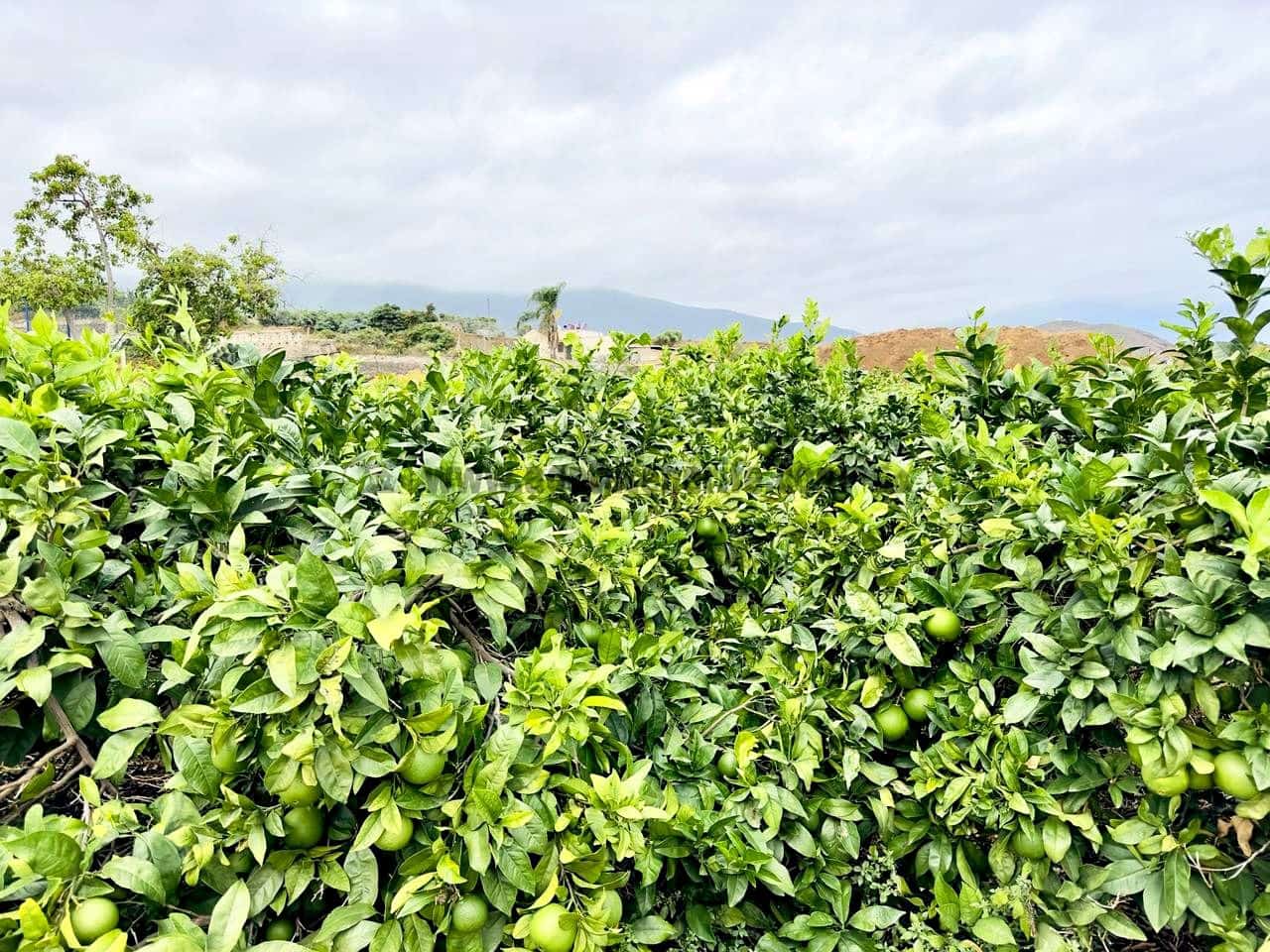 8 bedroom Finca/Country House for sale in La Orotava - € 1,400,000 (Ref: 9163184)