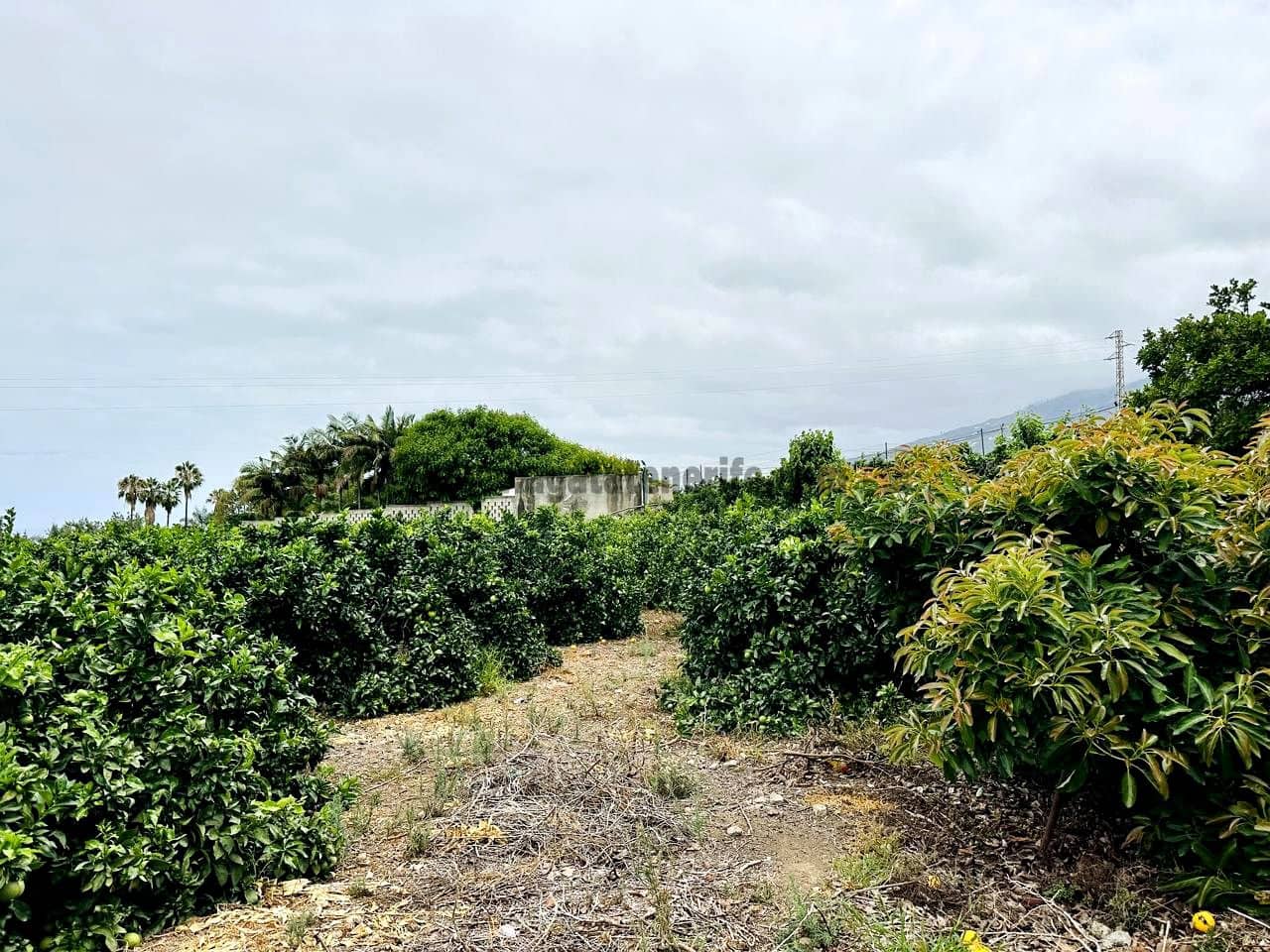 8 bedroom Finca/Country House for sale in La Orotava - € 1,400,000 (Ref: 9163184)