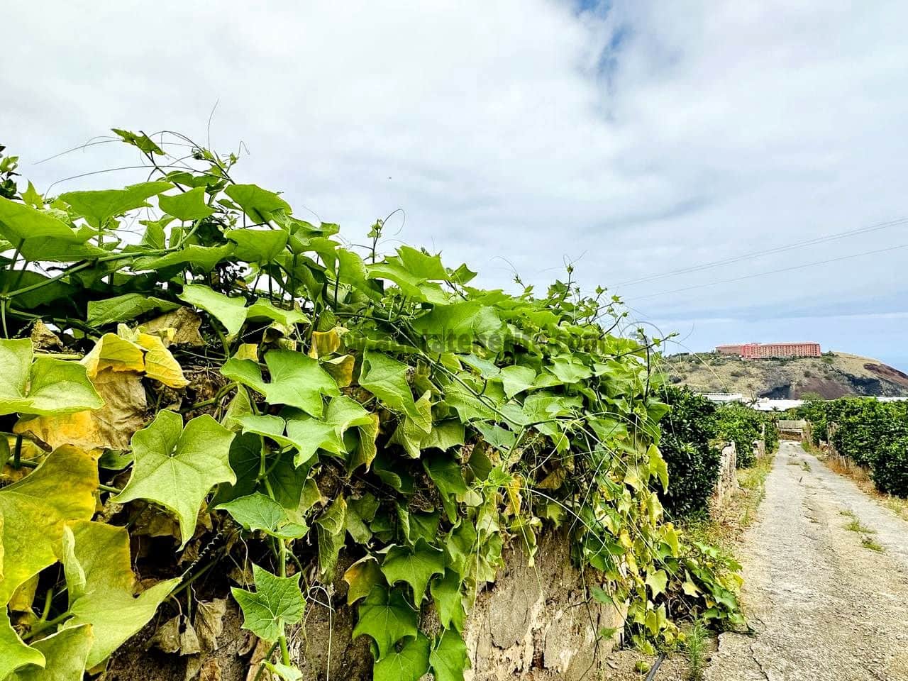 8 bedroom Finca/Country House for sale in La Orotava - € 1,400,000 (Ref: 9163184)