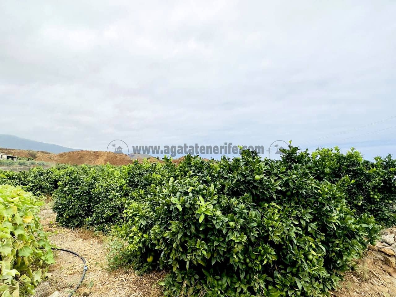 8 bedroom Finca/Country House for sale in La Orotava - € 1,400,000 (Ref: 9163184)