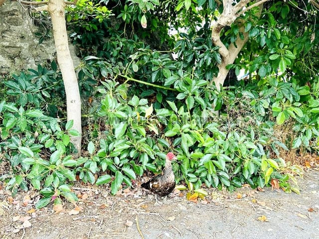 8 sypialnia Finka/Dom wiejski na sprzedaż w La Orotava - 1 400 000 € (Ref: 9163184)