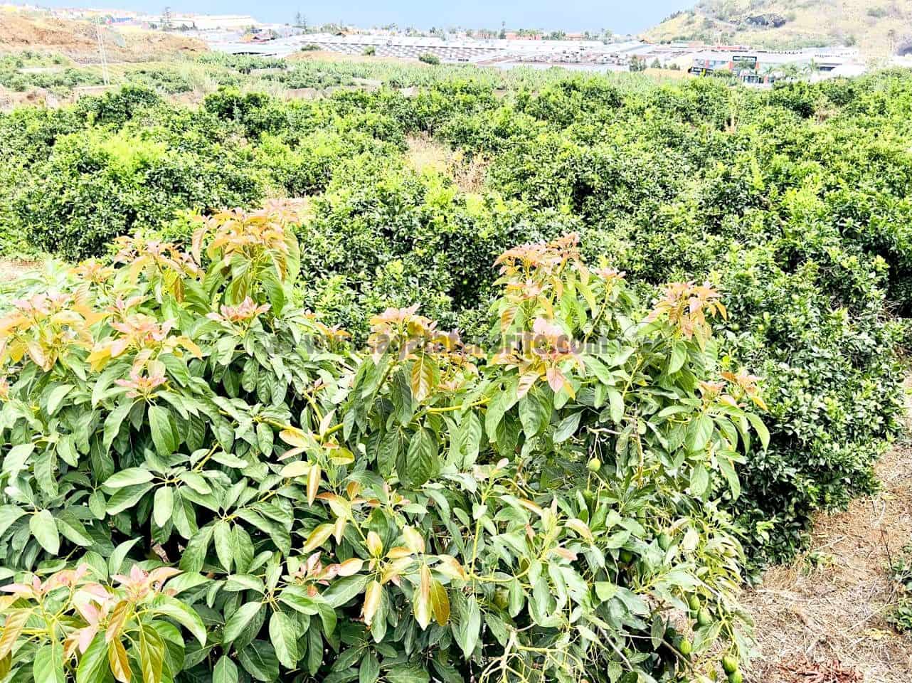 8 bedroom Finca/Country House for sale in La Orotava - € 1,400,000 (Ref: 9163184)