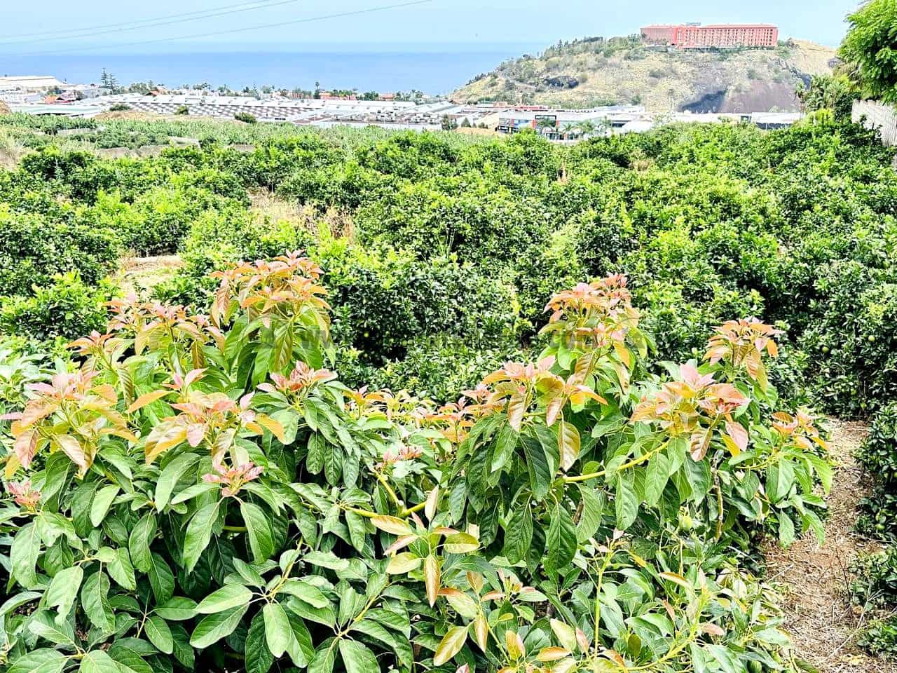 8 bedroom Finca/Country House for sale in La Orotava - € 1,400,000 (Ref: 9163184)