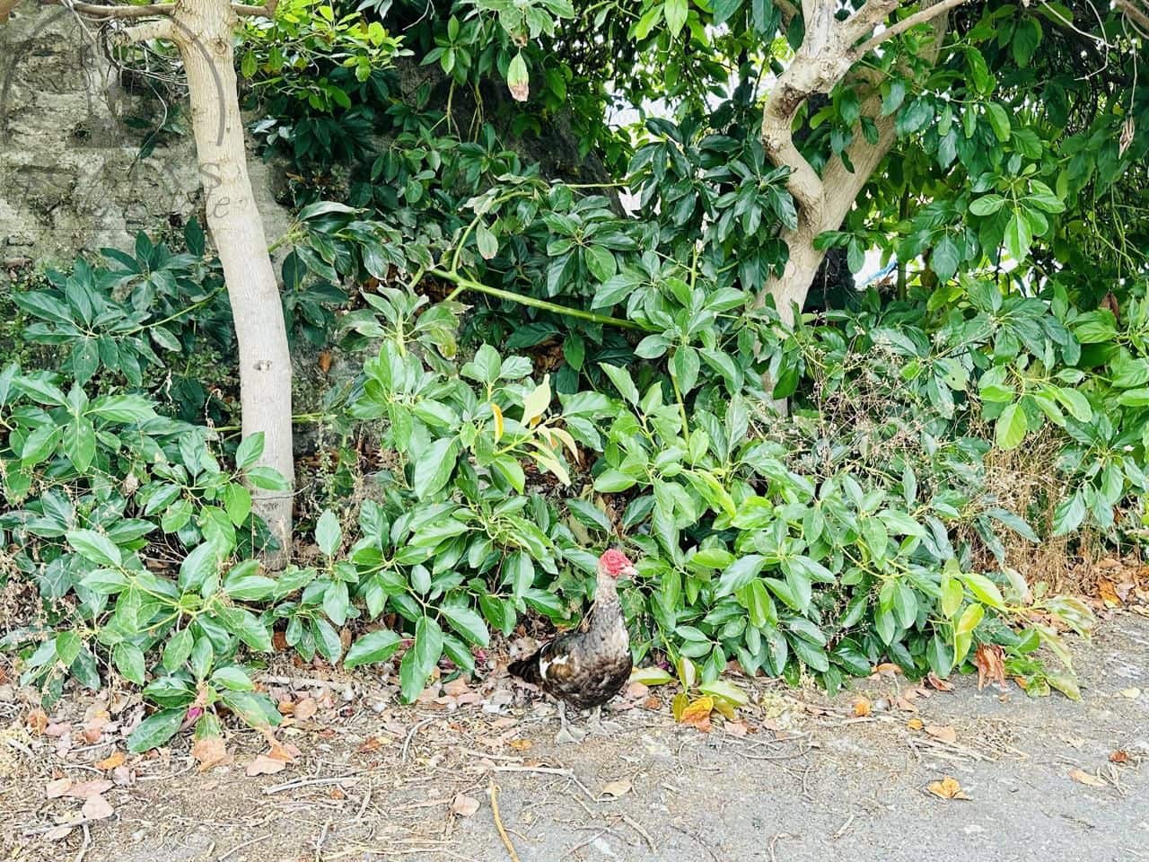 8 bedroom Finca/Country House for sale in La Orotava - € 1,400,000 (Ref: 9163184)