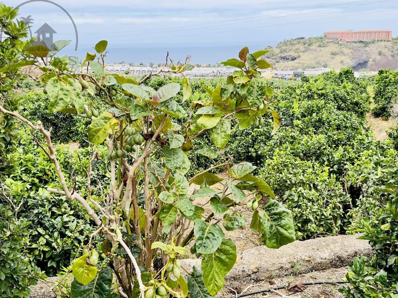 8 bedroom Finca/Country House for sale in La Orotava - € 1,400,000 (Ref: 9163184)