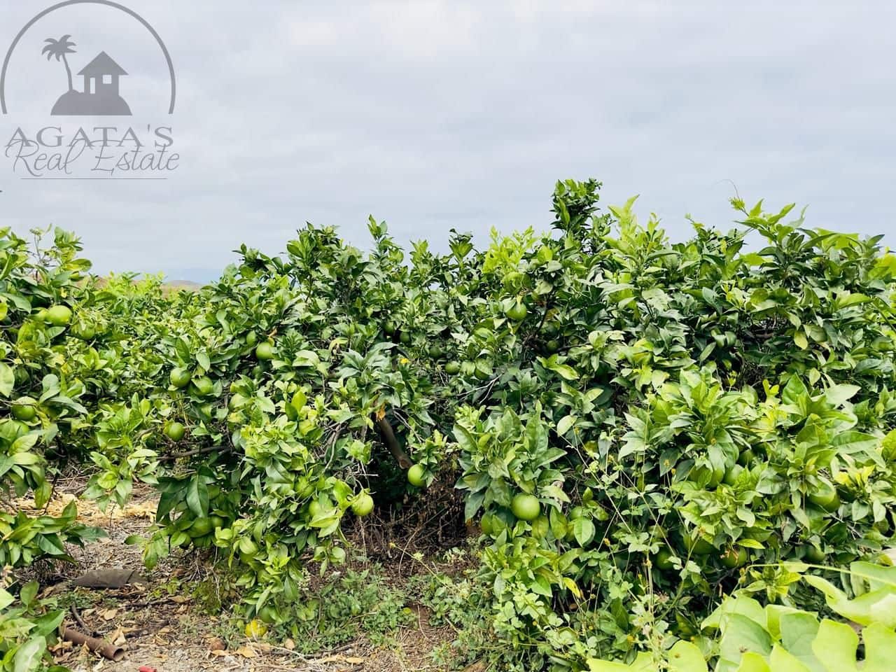 8 bedroom Finca/Country House for sale in La Orotava - € 1,400,000 (Ref: 9163184)