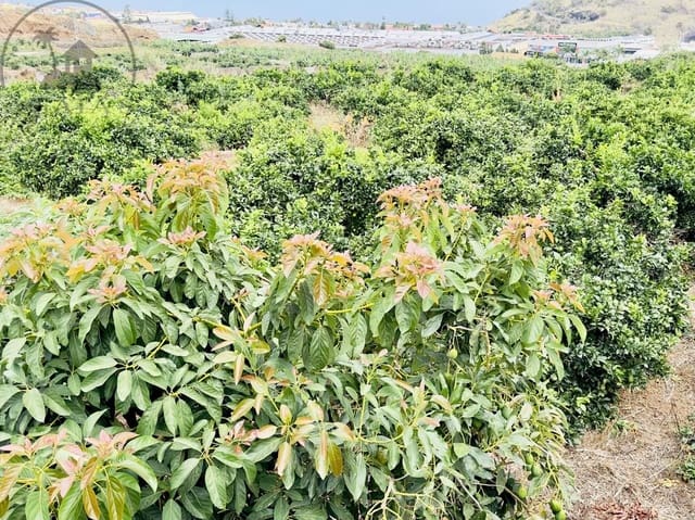 8 chambre Finca/Maison de Campagne à vendre à La Orotava - 1 400 000 € (Ref: 9163184)