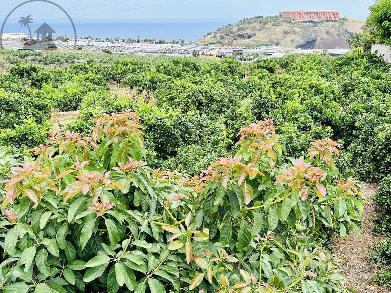 8 bedroom Finca/Country House for sale in La Orotava - € 1,400,000 (Ref: 9163184)