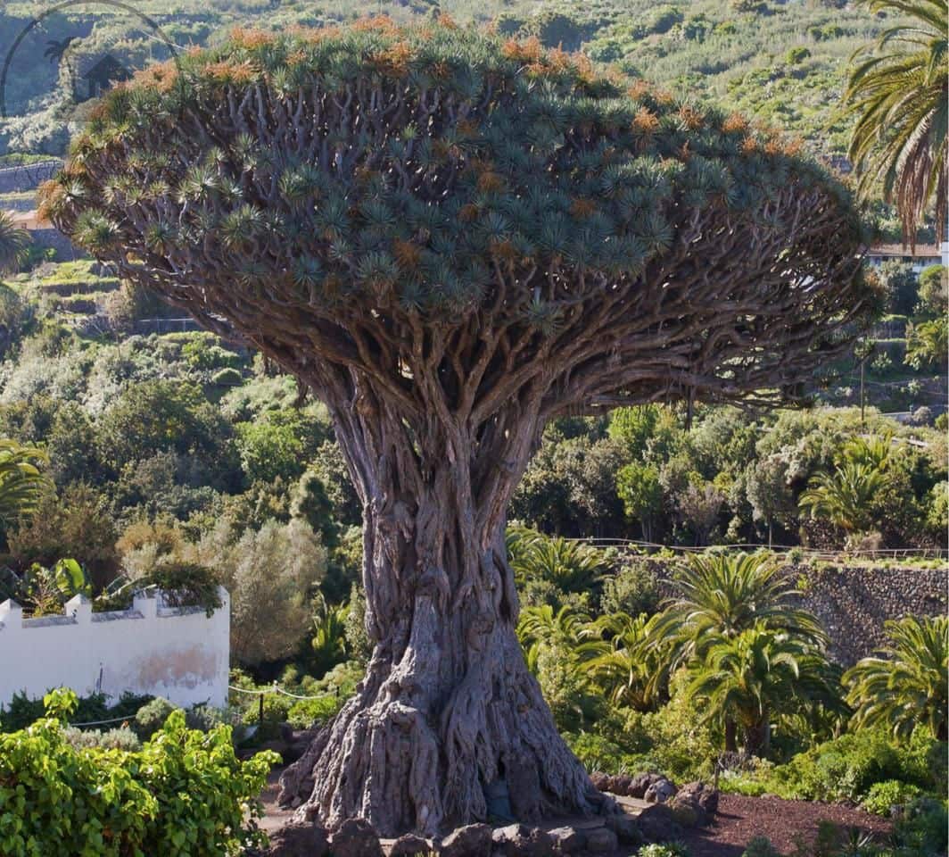 5 bedroom Villa for sale in Icod de los Vinos with garage - € 365,000 (Ref: 9196814)