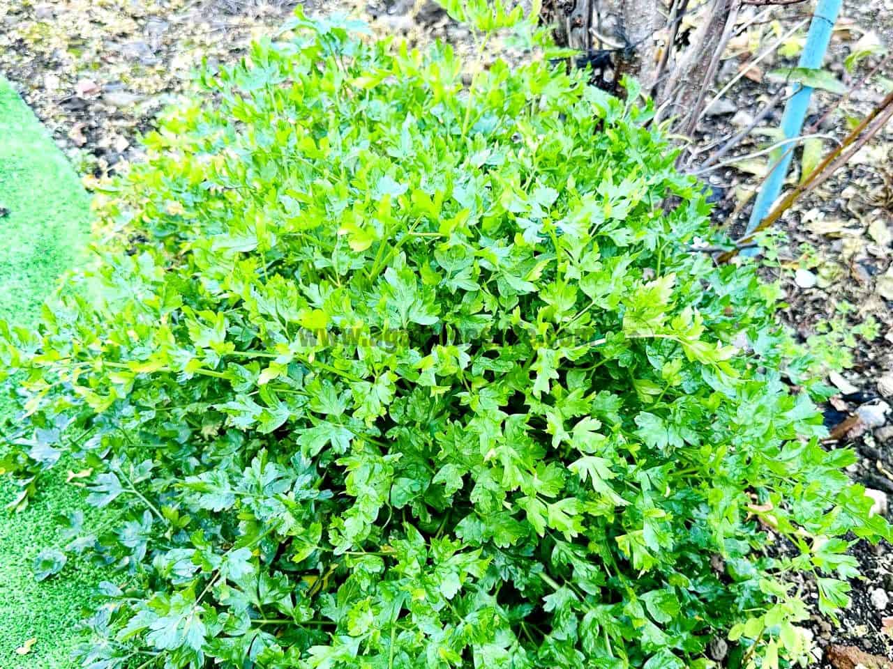 2 sypialnia Willa na sprzedaż w Icod de los Vinos z garażem - 220 000 € (Ref: 9442886)