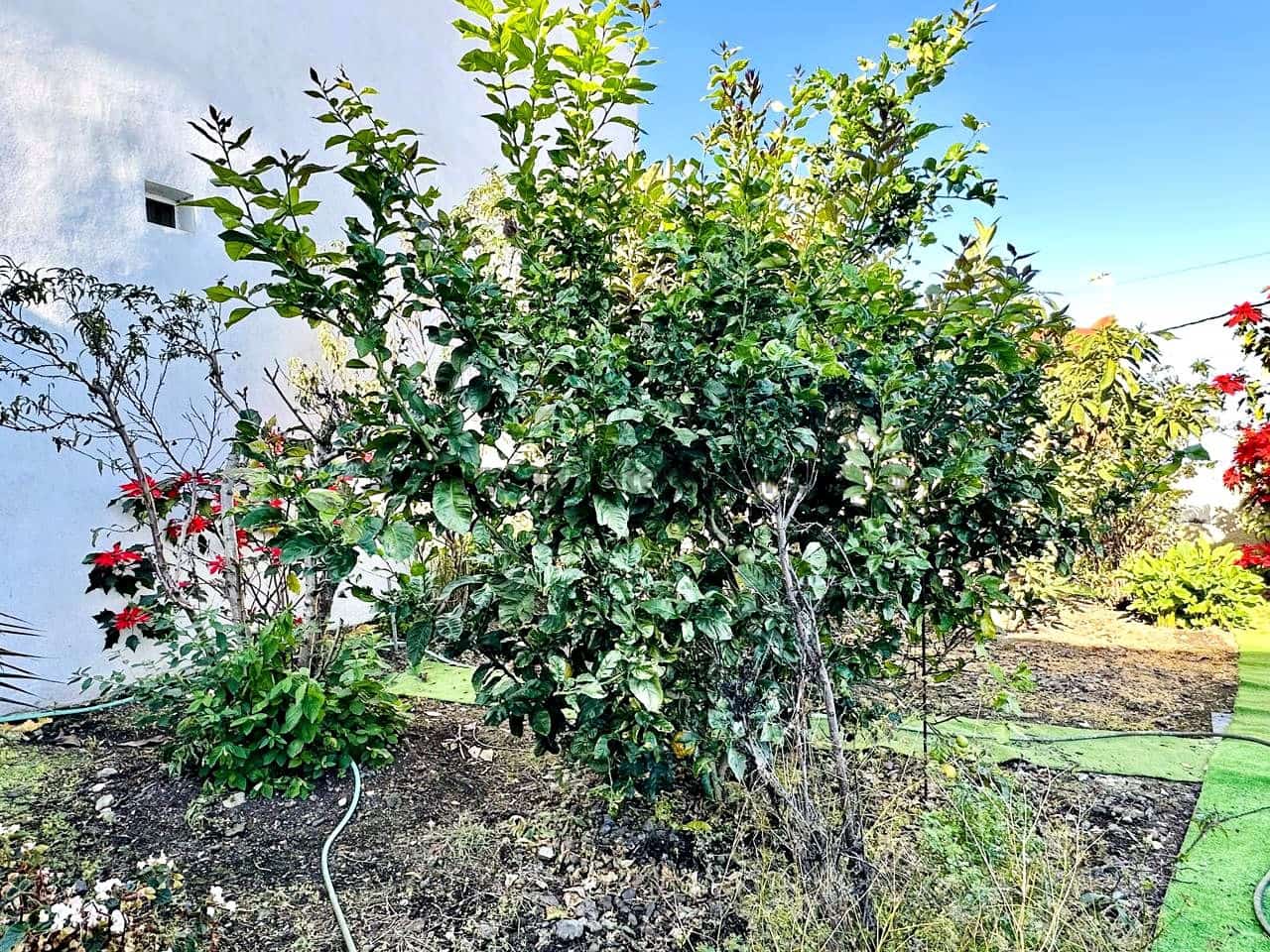 2 sypialnia Willa na sprzedaż w Icod de los Vinos z garażem - 220 000 € (Ref: 9442886)