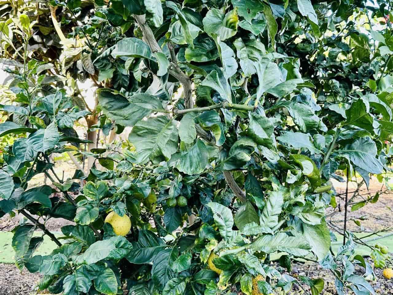 2 soverom Villa til salgs i Icod de los Vinos med garasje - € 220 000 (Ref: 9442886)