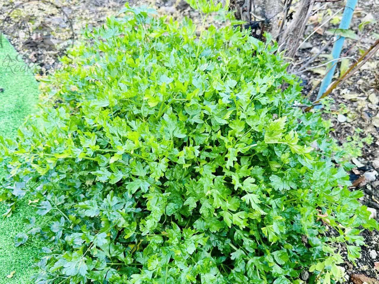 2 soverom Villa til salgs i Icod de los Vinos med garasje - € 220 000 (Ref: 9442886)